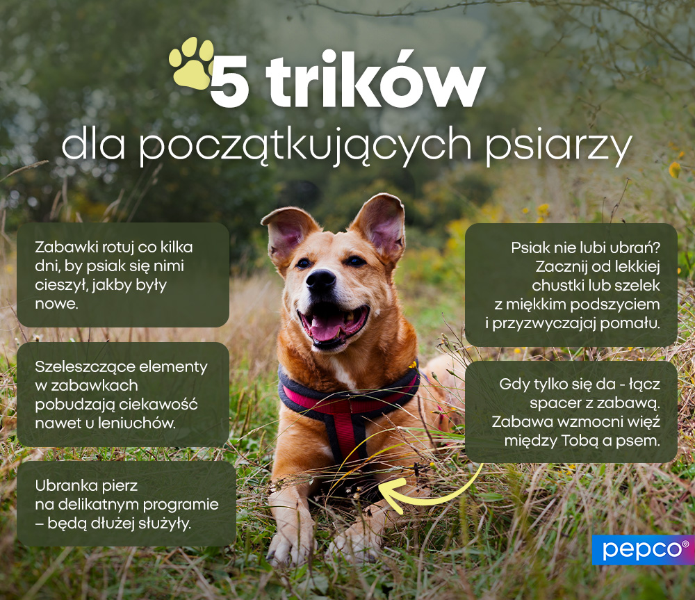 5 trików dla początkujących psiarzy - infografika.