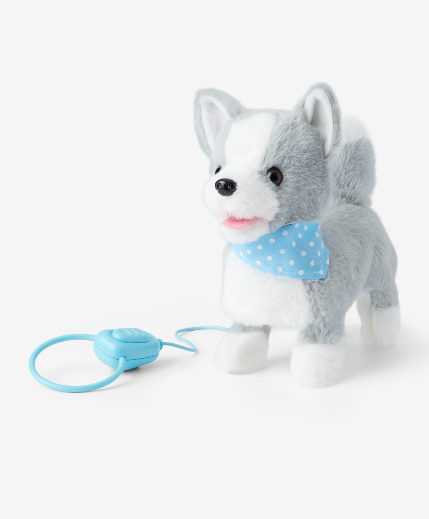 cagnolino con guinzaglio azzurro